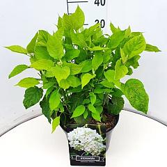 Hydrangea a. 'Annabelle'