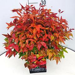 Nandina domestica Blush Pink