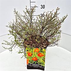 Potentilla f. 'Red Ace'
