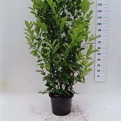 Prunus l. 'Rotundifolia'