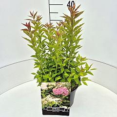 Spiraea japonica 'Genpei'