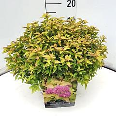 Spiraea japonica 'Goldflame'