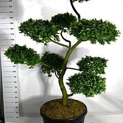 Ulmus minor 'Jacqueline Hillier'