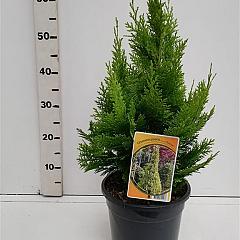 Chamaecyparis l. 'Ivonne'