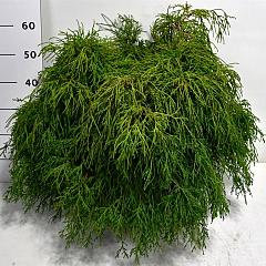 Chamaecyparis p. 'Filifera Nana'