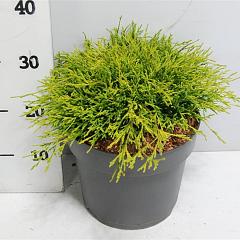Chamaecyparis p. 'Sungold'