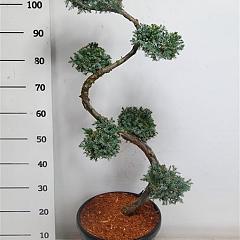 Juniperus chin. 'Blue Alps'