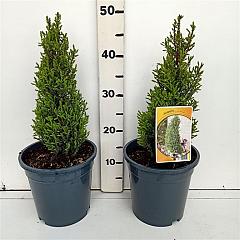 Juniperus comm. 'Compressa'