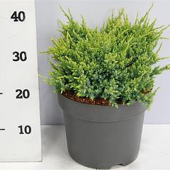 Juniperus squamata 'Holger'