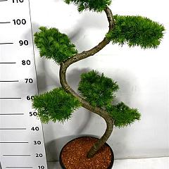 Larix kaempferi