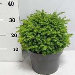 Picea abies 'Little Gem'