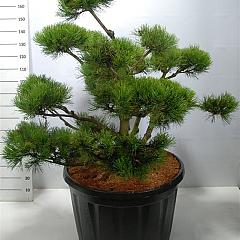 Pinus mugo