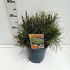 Pinus mugo mugo
