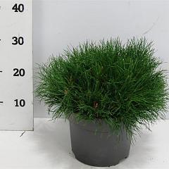 Pinus mugo mugo