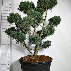 Pinus parviflora 'Glauca'