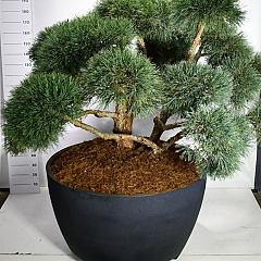 Pinus sylvestris 'Repens'