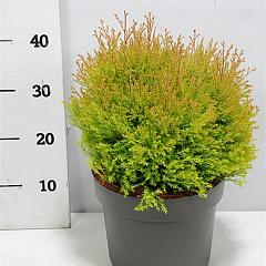 Thuja occ. 'Fire Chief'
