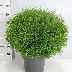 Thuja occ. 'Mr Bowling Ball'