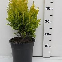 Thuja pl. '4ever'