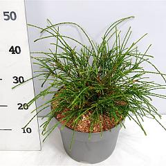Thuja pl. 'Whipcord'