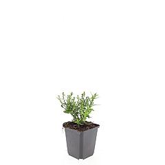 Aster (D) 'Prof. Anton Kippenberg'