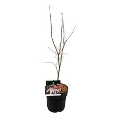 Acer pal. 'Bloodgood'