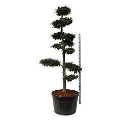Fagus sylvatica