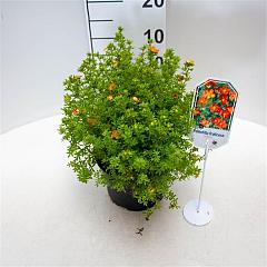 Potentilla f. 'Red Ace'
