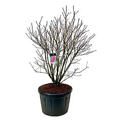 Syringa v. 'And. an Ludwig Späth'