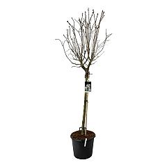 Syringa v. 'Beauty of Moscow'