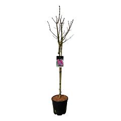 Syringa v. 'Michel Buchner'