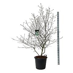 Viburnum burkwoodii