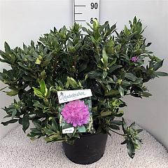 Rhododendron ponticum