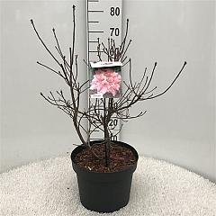 Rhododendron (AK) 'Berryrose'