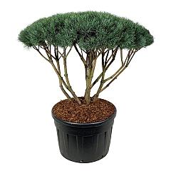 Pinus sylvestris 'Watereri'