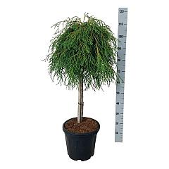 Thuja pl. 'Kagers Beauty'