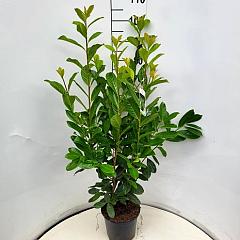 Prunus l. 'Novita'