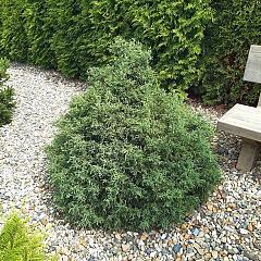 Chamaecyparis l. 'Lycopodioides'