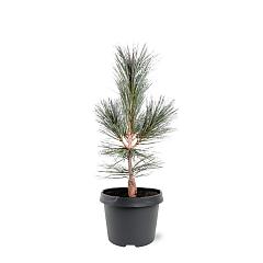 Pinus flexilis 'Vanderwolf's Pyramid'