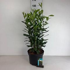 Prunus l. 'Elly'