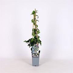 Schizophragma hyd. 'Moonlight'