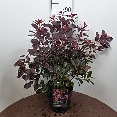 Cotinus cog. 'Royal Purple'