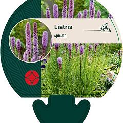 Liatris spicata