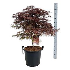 Acer pal. 'Garnet'