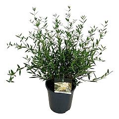 Phillyrea angustifolia