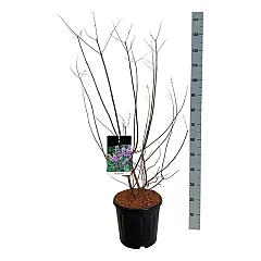 Vitex agnus-castus