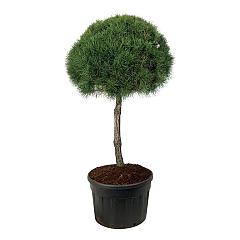 Pinus sylvestris