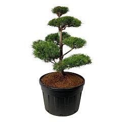 Pinus sylvestris