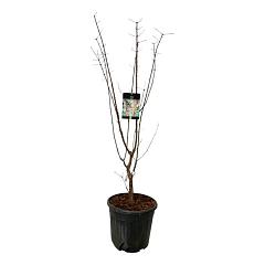 Acer griseum