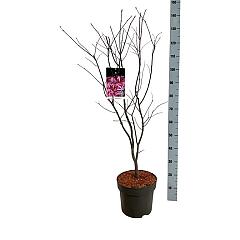 Acer pal. 'Atropurpureum'